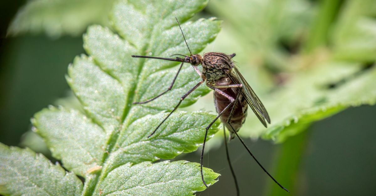 Ogród bez bzyczenia: sprytne i naturalne sposoby na komary, które naprawdę działają