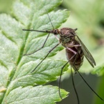 Ogród bez bzyczenia: sprytne i naturalne sposoby na komary, które naprawdę działają